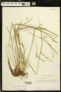 Carex striatula image