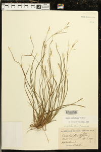 Carex styloflexa image