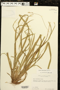 Carex styloflexa image