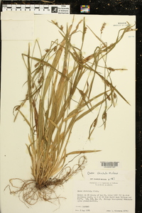 Carex striatula image