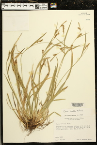 Carex striatula image