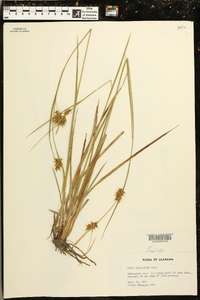 Carex turgescens image