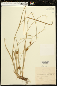 Carex turgescens image