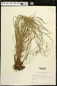 Carex virescens image