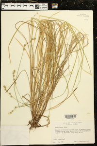 Carex tenera image