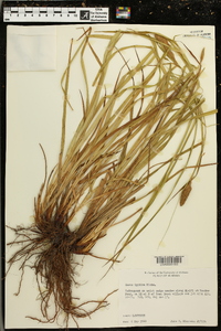 Carex typhina image