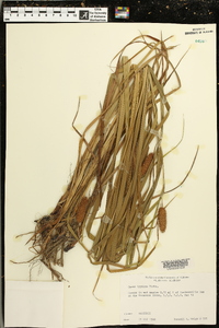 Carex typhina image