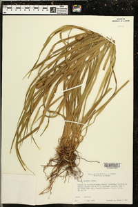 Carex typhina image