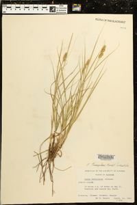 Carex triangularis image