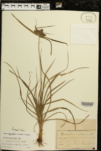 Cyperus aggregatus image