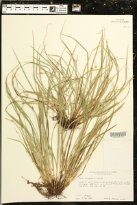 Carex willdenowii image