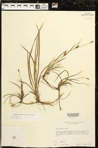 Carex crawei image