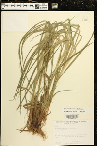 Carex torta image