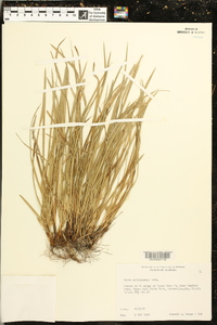 Carex willdenowii image