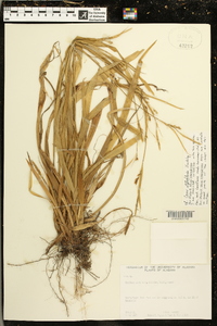 Carex styloflexa image