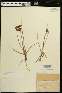 Cyperus dentatus image