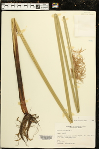 Cyperus articulatus image