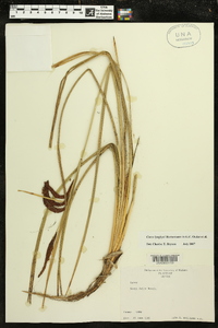 Carex lyngbyei image