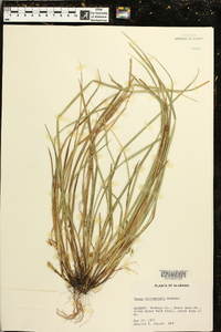 Carex willdenowii image