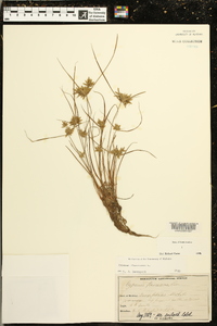 Cyperus flavescens image