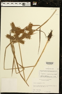 Cyperus erythrorhizos image