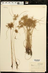 Cyperus filicinus image