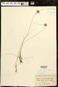 Cyperus filiculmis image