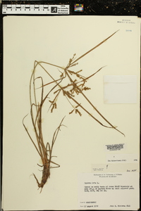 Cyperus iria image