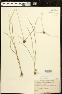 Cyperus filiculmis image