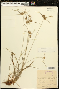 Cyperus filiculmis image