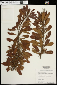 Myrica cerifera image