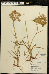 Cyperus lecontei image