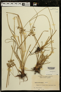 Cyperus pseudovegetus image