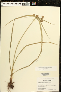 Cyperus echinatus image