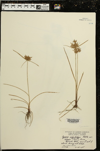 Cyperus polystachyos var. texensis image