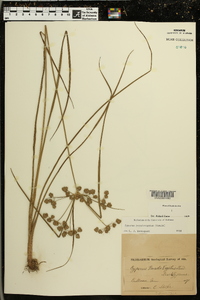 Cyperus pseudovegetus image