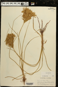 Cyperus lecontei image