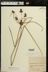 Cyperus retrorsus image