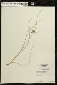 Cyperus pseudovegetus image