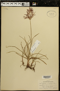 Cyperus rotundus image