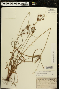 Cyperus retrorsus image