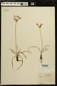 Cyperus rotundus image