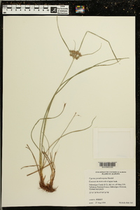 Cyperus pseudovegetus image