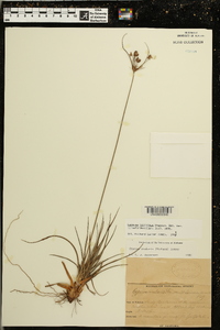 Cyperus retrorsus image