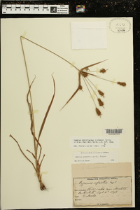 Cyperus retrofractus image