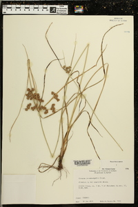 Cyperus pseudovegetus image