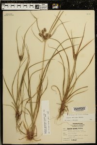 Cyperus retrorsus image