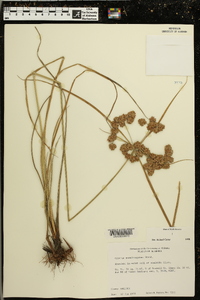 Cyperus pseudovegetus image