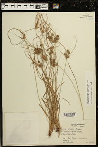 Cyperus retrorsus image