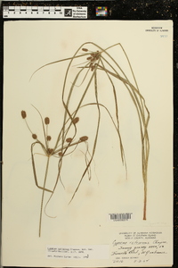 Cyperus retrorsus image